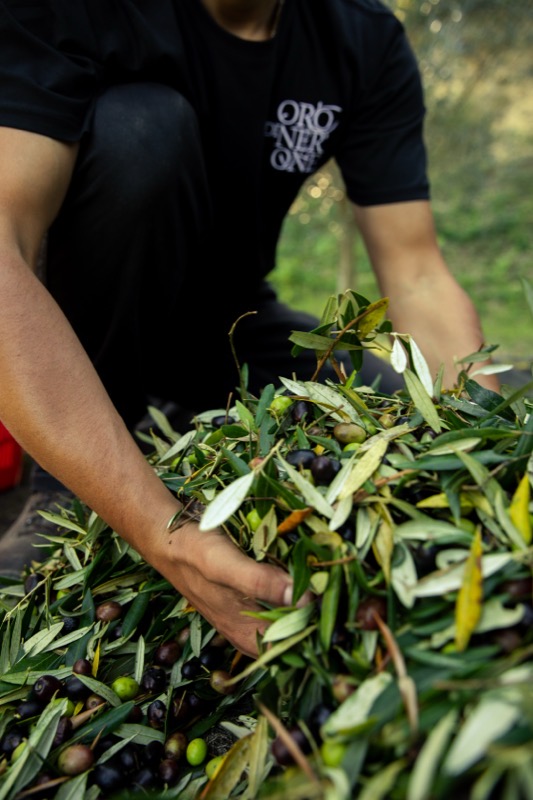 Raccolta delle olive Oro di Nerone