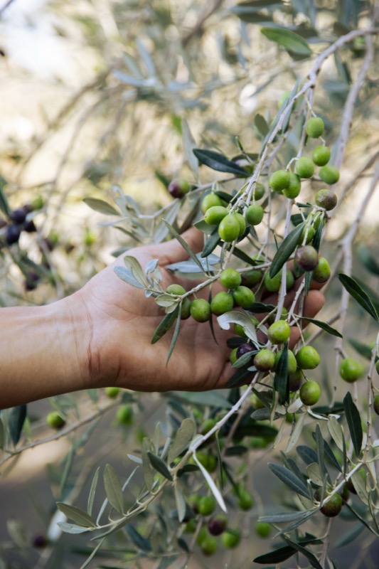 Ramo di olive verdi