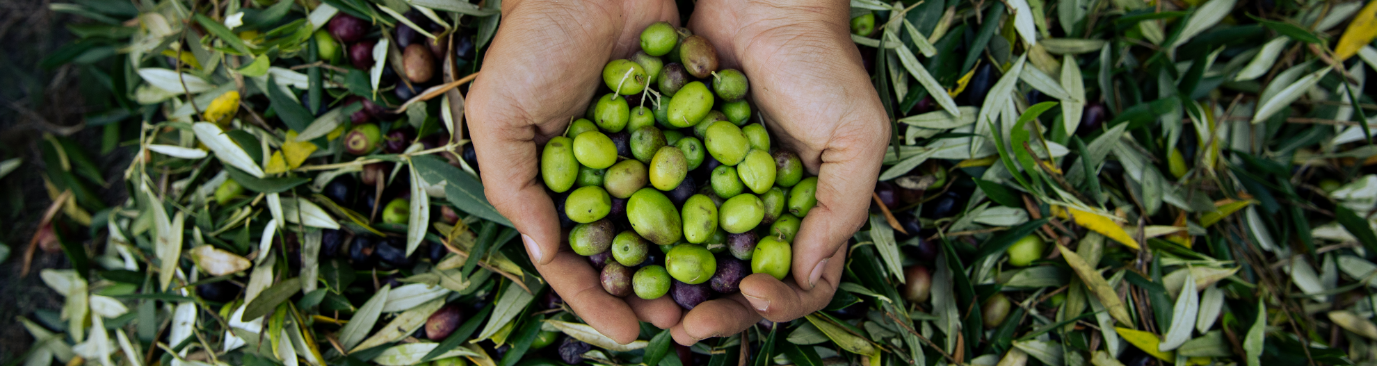 Mani colme di olive